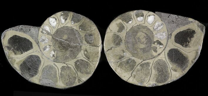 Pyritized Ammonite Fossil Pair #48061